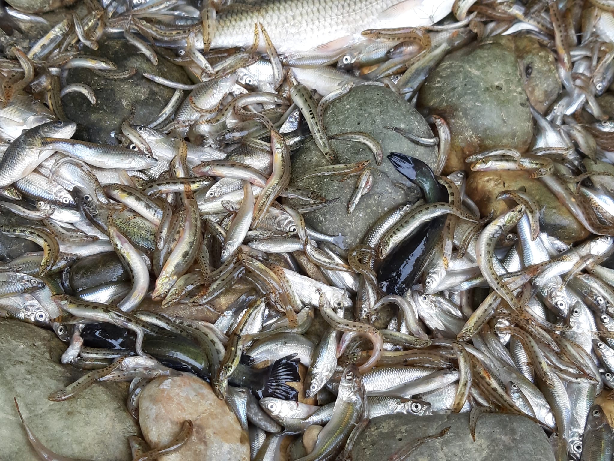 Immagine per Ritorna la secca nel torrente Versa, moria di pesci e molluschi a Mariano